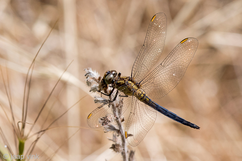 Keeled Skimmer - Beekoeverlibel - Orthetrum coerulescens