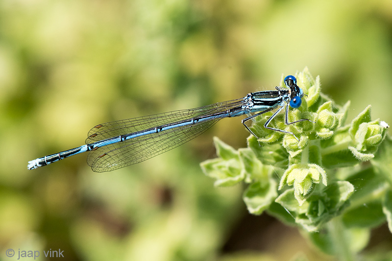 White-legged Damselfly - Blauwe Breedscheenjuffer - Platycnemis pennipes