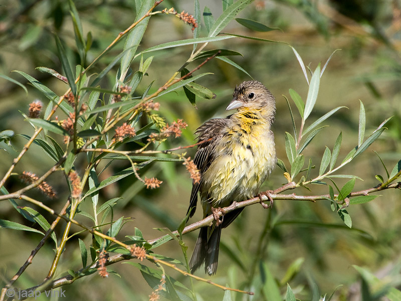 Black-headed Bunting - Zwartkopgors - Emberiza melanocephala