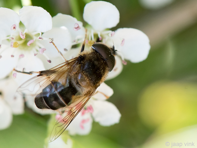 Syrphidae - Kegelbijvlieg -  Eristalis pertinax