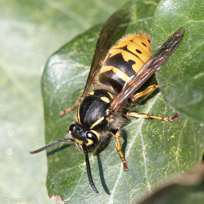 Common Wasp - Gewone Wesp - Vespula vulgaris