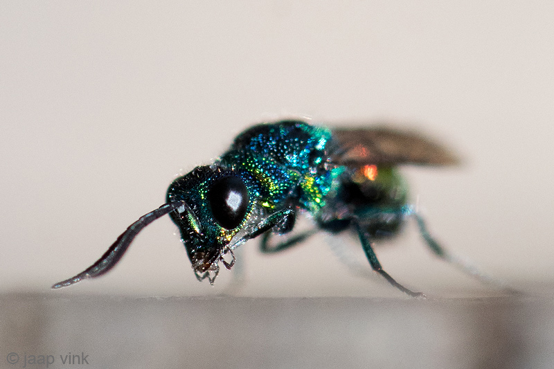 Cuckoo Wasp - Tandgoudwesp - Chrysis spec.