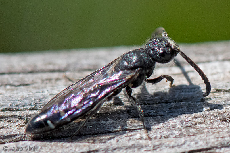 Sapygidae -Bonte Knotswesp - Sapyga quinquepunctata 
