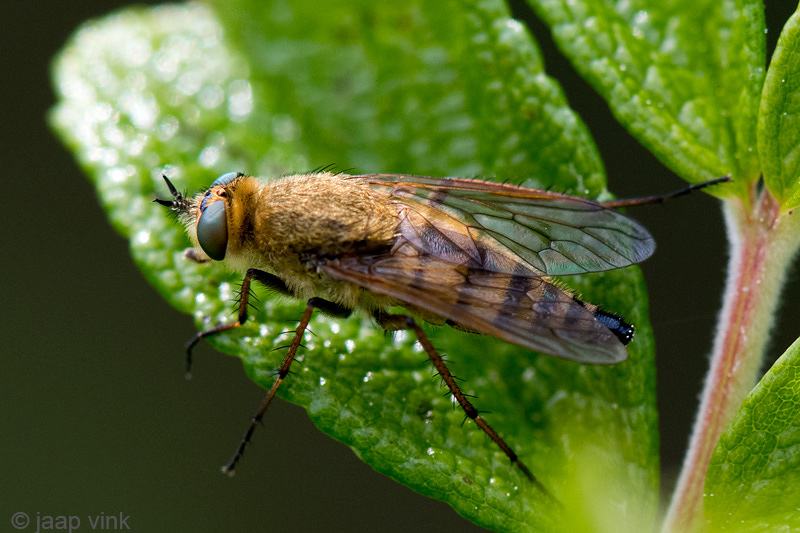 Common Stiletto - Gewone Viltvlieg - Thereva nobilitata