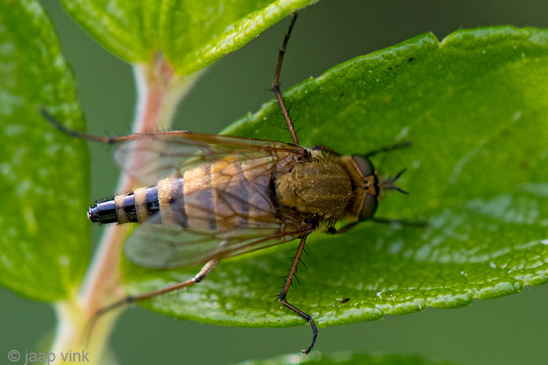 Common Stiletto - Gewone Viltvlieg - Thereva nobilitata