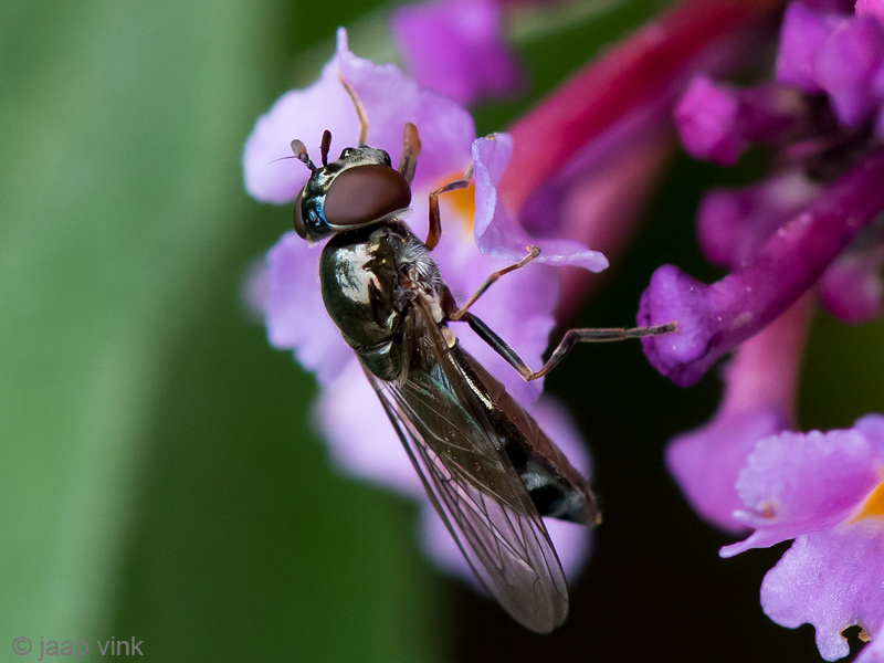 Syrphidae - Micaplatvoetje - Platycheirus albimanus