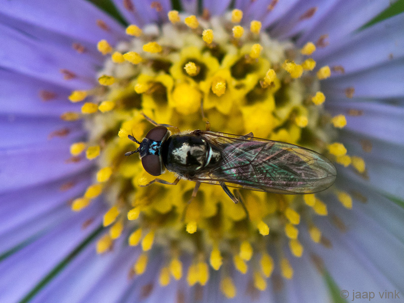 Syrphidae - Micaplatvoetje - Platycheirus albimanus