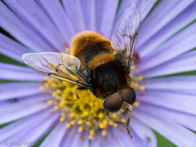 Syrphidae - Hommelbijvlieg - Eristalis intricaria 