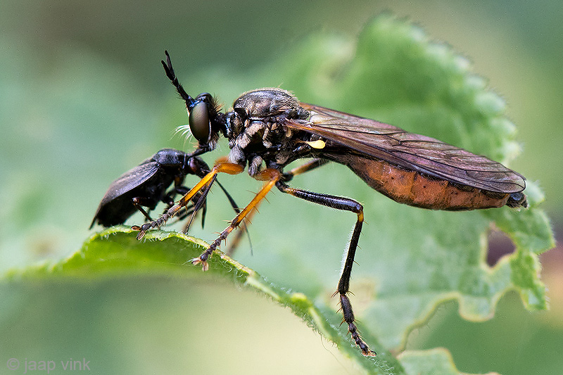 Common Red-legged Robber Fly - Knobbelbladjager - Dioctria rufipes