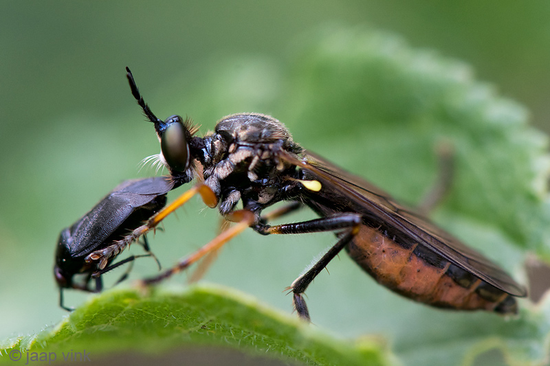 Common Red-legged Robber Fly - Knobbelbladjager - Dioctria rufipes