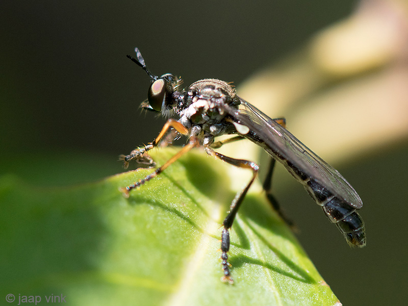 Glassy-winged Robber Fly -  Gewone Bladjager - Dioctria hyalipennis