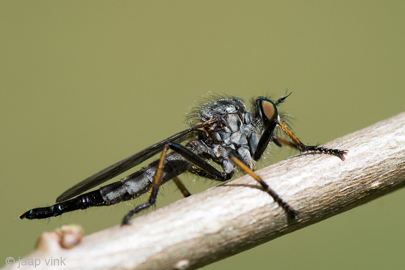 Common Awl Robber Fly - Bosrandroofvlieg - Neoitamus cyanurus 