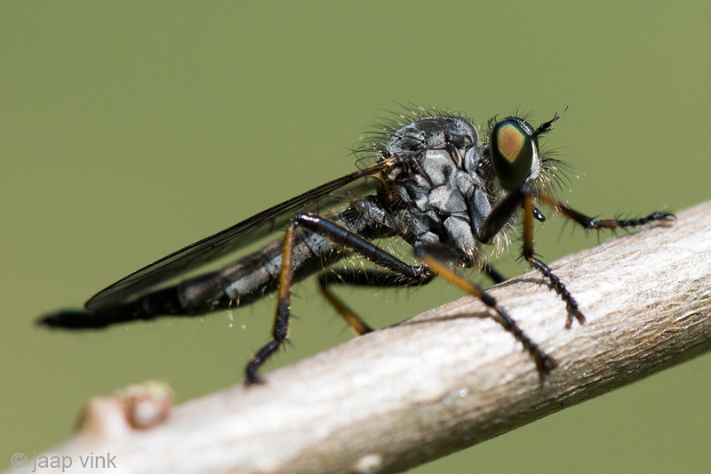 Common Awl Robber Fly - Bosrandroofvlieg - Neoitamus cyanurus 