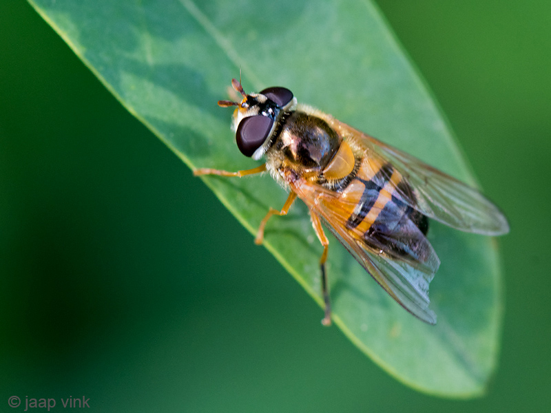 Syrphidae - Enkele-bandzweefvlieg - Epistrophe eligans