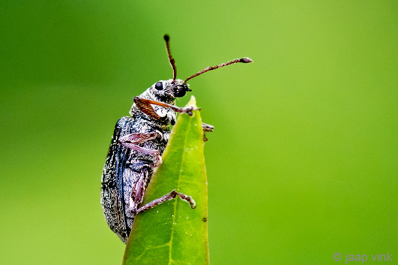 Common Leaf weevil - Gestreepte bladsnuitkever - Phyllobius pyri
