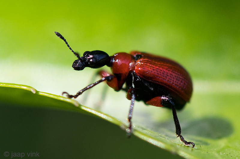 Hazel-leaf Roller Weevil - Hazelaarbladrolkever - Apoderus coryli
