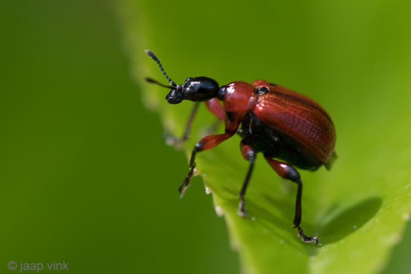 Hazel-leaf Roller Weevil - Hazelaarbladrolkever - Apoderus coryli