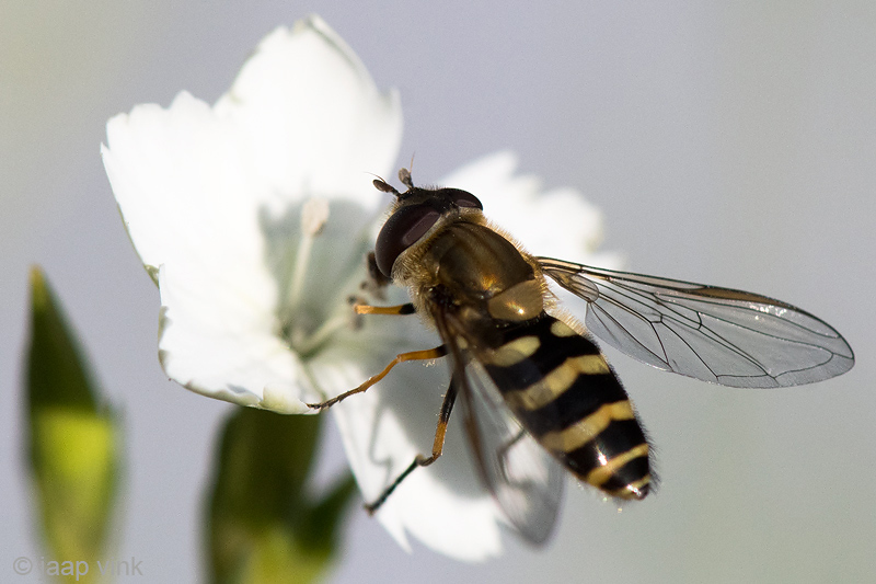 Syrphidae - Bosbandzweefvlieg - Syrphus torvus