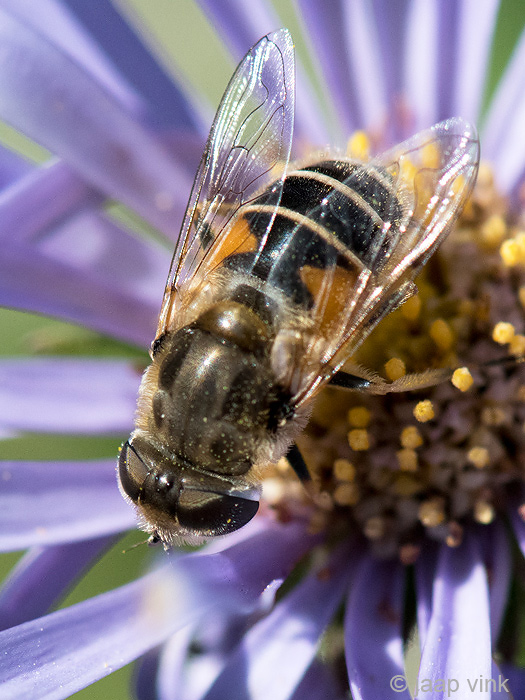 Syrphidae - Kleine Bijvlieg - Eristalis arbustorum