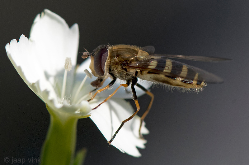 Syrphidae - Bosbandzweefvlieg - Syrphus torvus