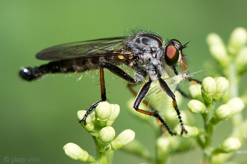 Common Awl Robber Fly - Bosrandroofvlieg - Neoitamus cyanurus 
