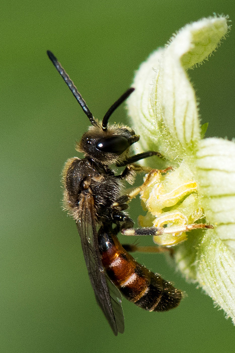 Common Furrow-bee - Gewone Geurgroefbij - Lasioglossum calceatum