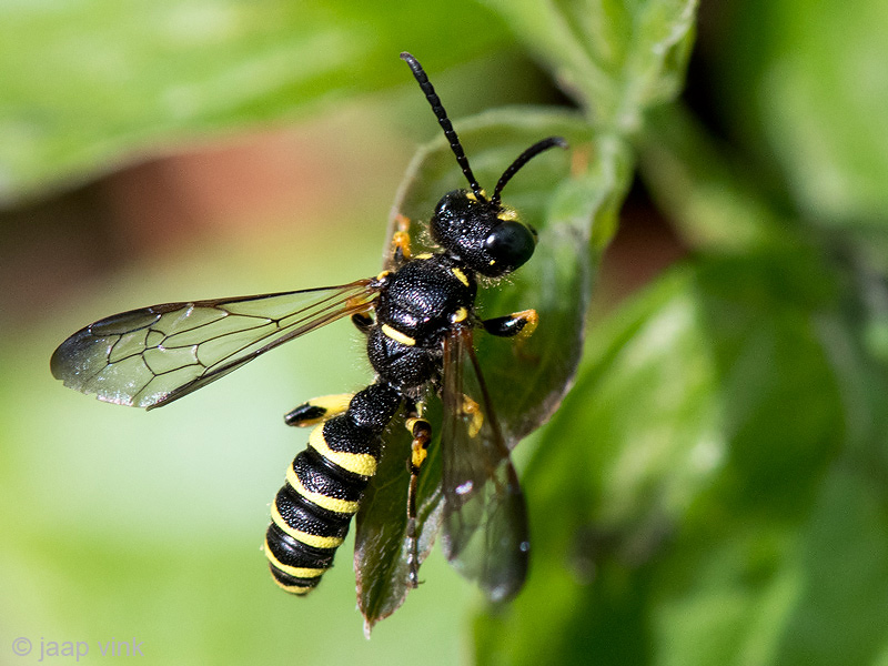 Crabronidae - Knoopwesp spec - Cerceris spec
