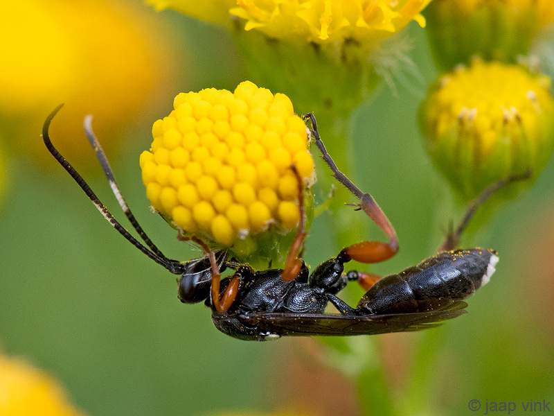 Ichneumonidae - Sluipwesp - Virgichneumon maculicauda