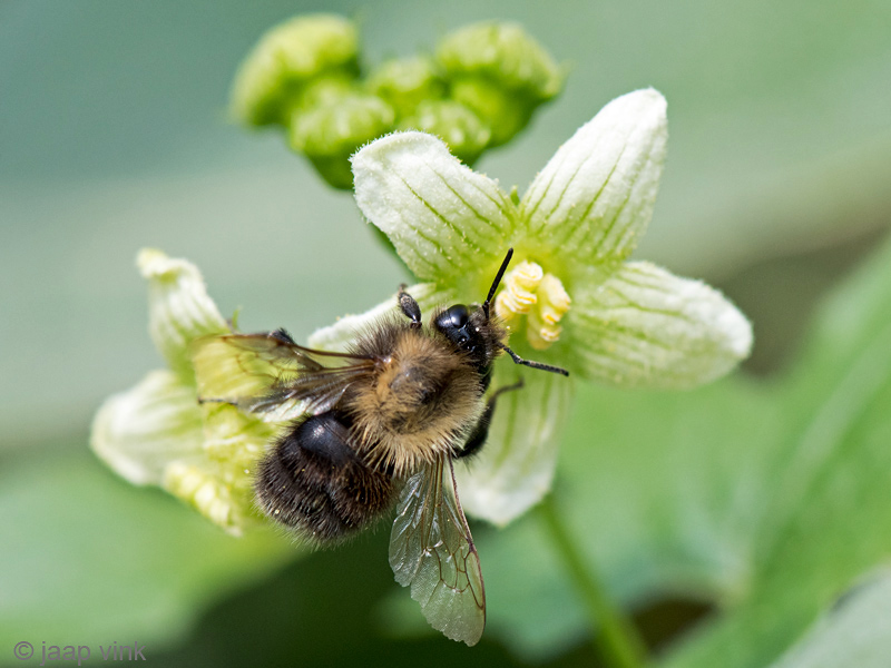 Common Carder Bee - Akkerhommel - Bombus pascuorum