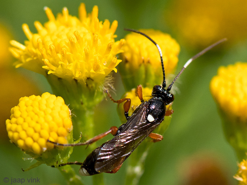 Ichneumonidae - Sluipwesp - Virgichneumon maculicaudac