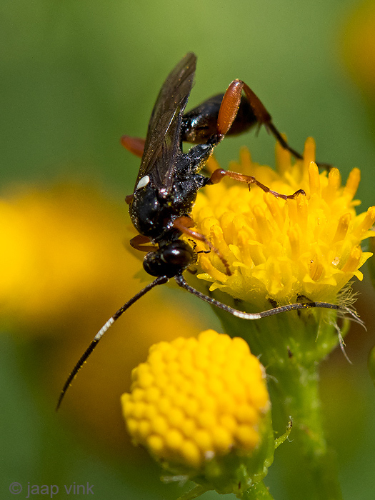 Ichneumonidae - Sluipwesp - Virgichneumon maculicaudac