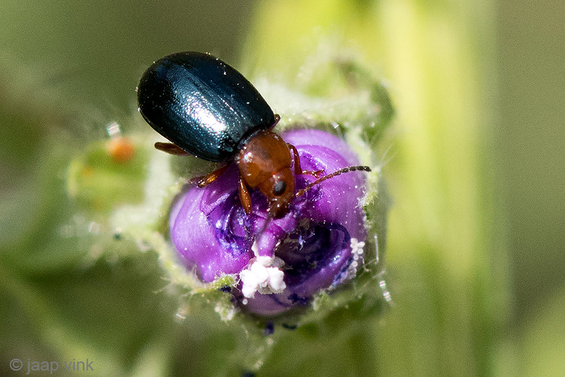 Chrysomelidae - Stokroosaardvlo - Podagrica fuscicornis