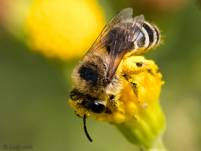 Colletidae - Zijdebij spec - Colletes spec