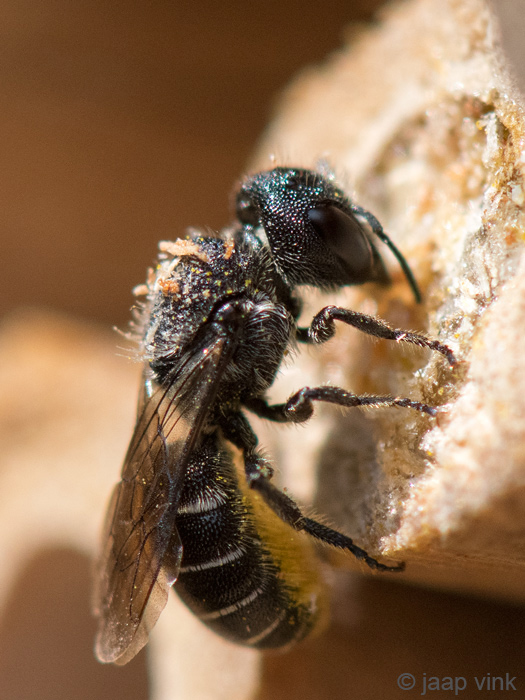 Megachilidae - Tronkenbij - Heriades truncorum