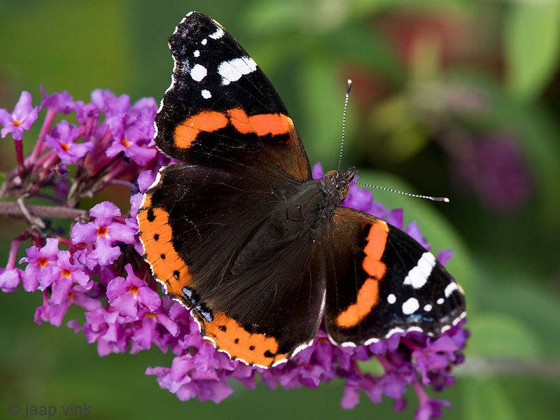 Red Admiral - Atalanta - Vanessa atalanta