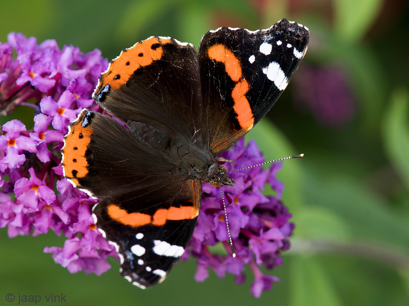 Red Admiral - Atalanta - Vanessa atalanta