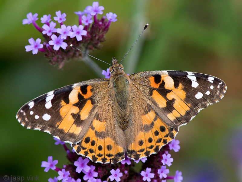 Painted Lady - Distelvlinder - Vanessa cardui