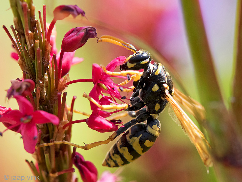 European Paper Wasp - Franse Veldwesp - Polistes dominula