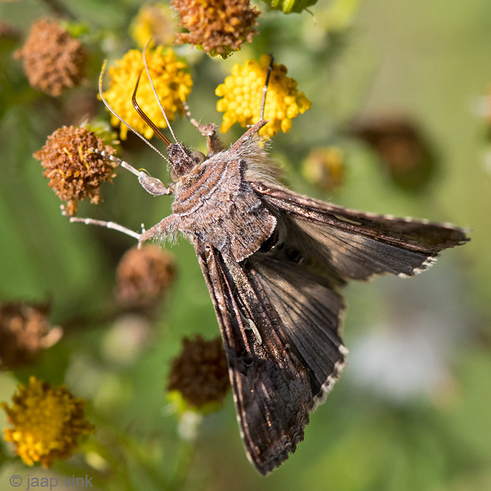 Silver Y - Gamma-uil - Autographa gamma