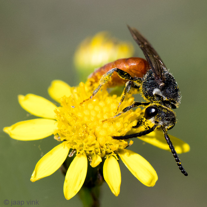 Halictidae - Grote Bloedbij - Sphecodes albilabris