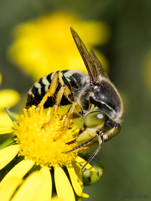 Bembix Sand Wasp - Harkwesp - Bembix rostrata