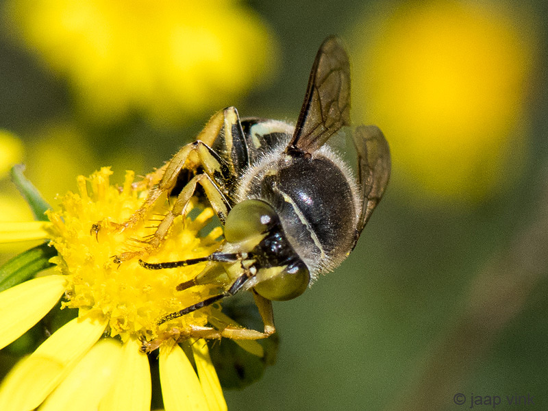 Bembix Sand Wasp - Harkwesp - Bembix rostrata
