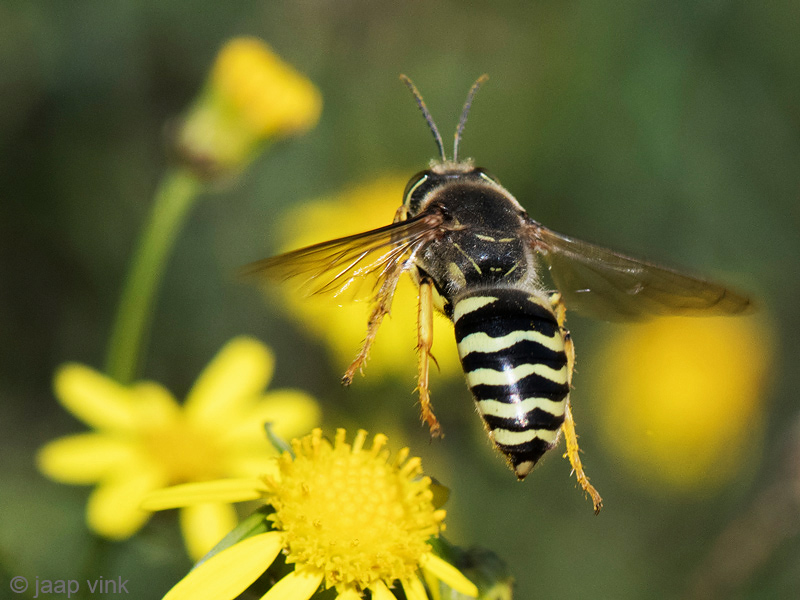 Bembix Sand Wasp - Harkwesp - Bembix rostrata