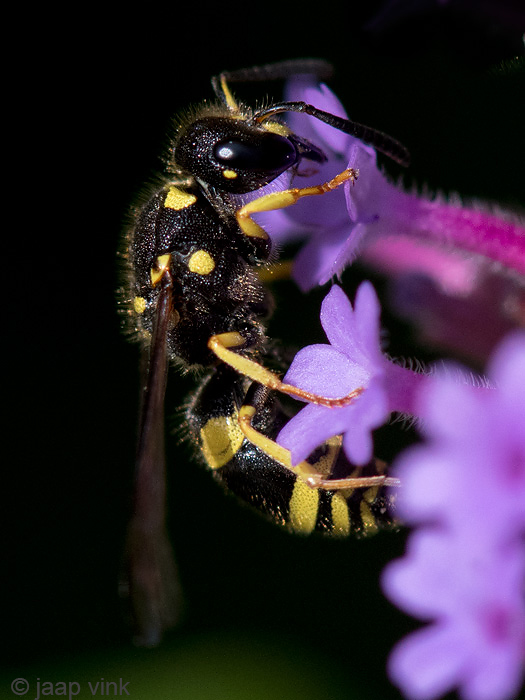 Potter Wasp - Muurwesp - Ancistrocerus nigricornis