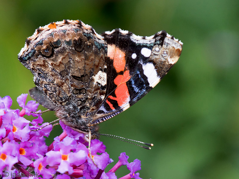 Red Admiral - Atalanta - Vanessa atalanta