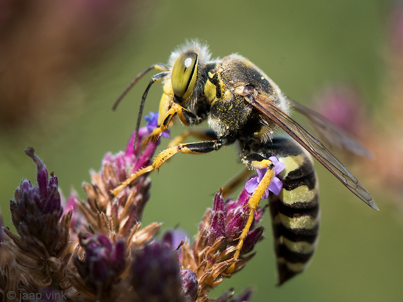 Bembix Sand Wasp - Harkwesp - Bembix rostrata