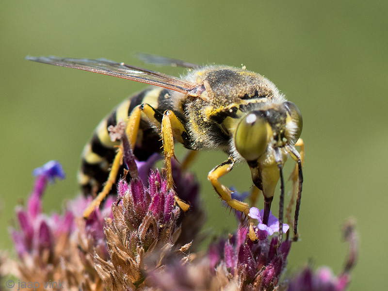 Bembix Sand Wasp - Harkwesp - Bembix rostrata