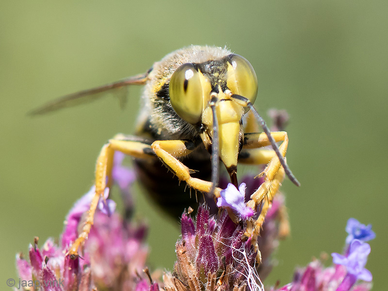 Bembix Sand Wasp - Harkwesp - Bembix rostrata