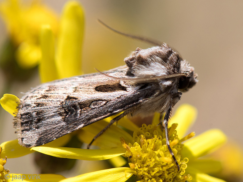 Archers Dart - Bonte Worteluil - Agrotis vestigialis