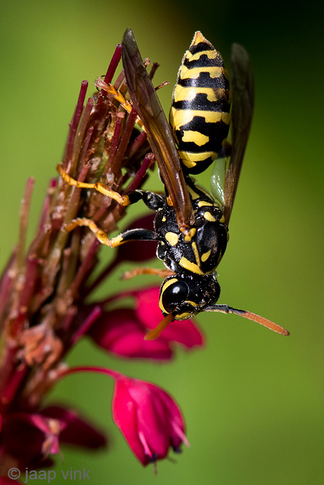 European Paper Wasp - Franse Veldwesp - Polistes dominula